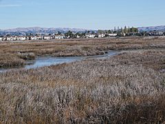 Roberts Landing California marsh and background