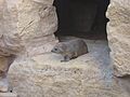 Rock Hyrax - Procavia Capensis 02