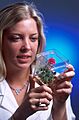 Rose grown from tissue culture