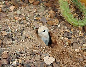 Round-tailed ground squirrel peaking from burrow