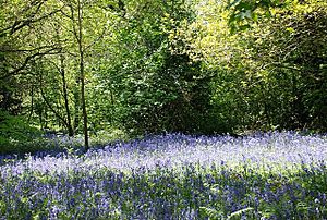 Saltwells Nature Reserve - geograph.org.uk - 1305825
