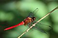 Scarlet skimmer (Orthetrum testaceum testaceum) male B