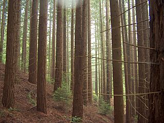 Sequoiascorona