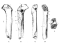 Sinanthropus Femur I