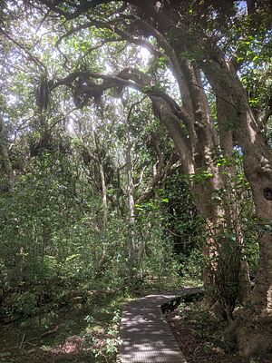 Smith's Bush boardwalk