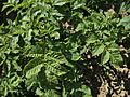 Solanum tuberosum Edelgard (02).jpg