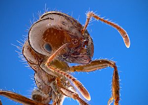 Solenopsis invicta - fire ant worker