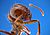 Solenopsis invicta - fire ant worker.jpg