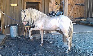 Spanish Barb Stallion
