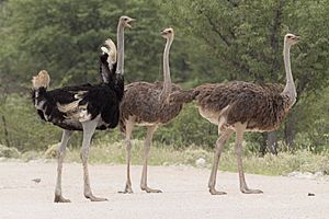 Ostrich Facts for Kids
