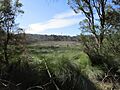 Tamworth Hill Swamp, Baldivis, November 2019 01