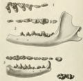 Teeth of Creodonts