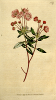 The Botanical Magazine, Plate 177 (Volume 5, 1792)