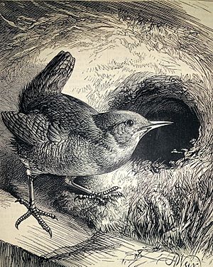 The Wren's Nest - Harrison William Weir - 1881