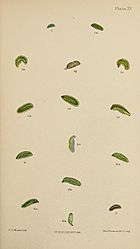 The larvæ of the British butterflies and moths BHL41107833