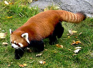 The red panda. (53613424761)