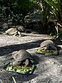 Tortoises being fed at Disney's Animal Kingdom