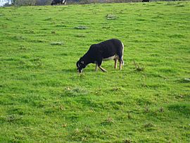 Torwen Badger