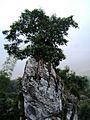 Tree on Top@PhuongThien HaGiang VN
