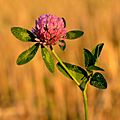 Trifolium pratense - Keila