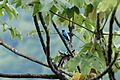 Turquoise Cotinga