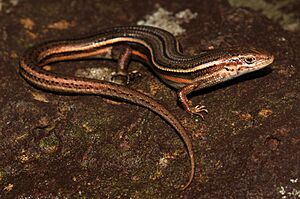 Tussock Skink (Pseudemoia pagenstecheri) (9038872709).jpg