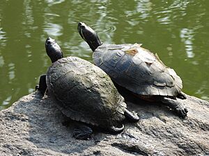 Two pond sliders sitting side by side in prospect park