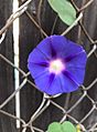Uncultivated blue morning glory
