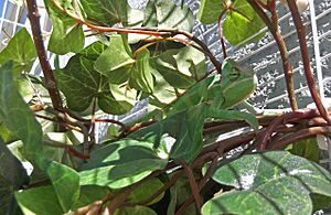 Veiled Chameleon