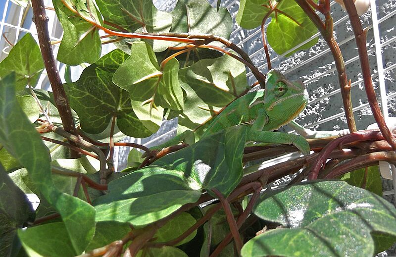 Veiled Chameleon