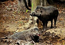 Visayan Warty Pigs (Sus cebifrons) by Gregg Yan