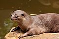 Water Animal