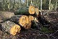 Woodpile in Ryton Woods - geograph.org.uk - 729041