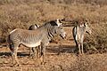 Zebre grevy