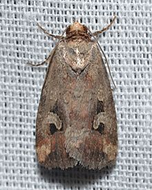 - 9681.1 – Elaphria alapallida – Pale-winged Midget Moth (Probable) (16902295943).jpg