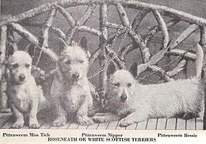 1899 Scotties White