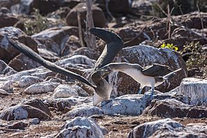 20180805-Blue-footed booby (juvenile and adult), feeding of the juvenile at Seymour Norte (9263)