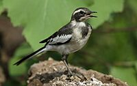 African Pied Wagtail, Motacilla aguimp in Kruger National Park (13850606964)