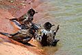 African red-eyed bulbuls (Pycnonotus nigricans) 2