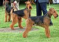 Airedale Terriers Flickr