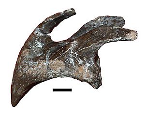 Ajkaceratops.jpg