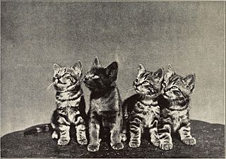Alexander and some other cats (1929) (17946533712)