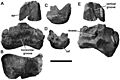 Allosaurus robustus holotype