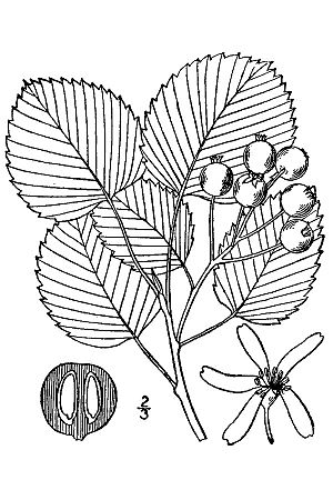 Amelanchier sanguinea -roundleaf serciveberry.jpg
