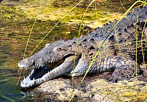 American Crocodile in Jamaica