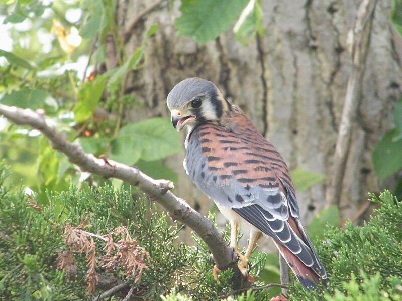 American kestrel-Midwest