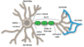 Anatomy of neuron