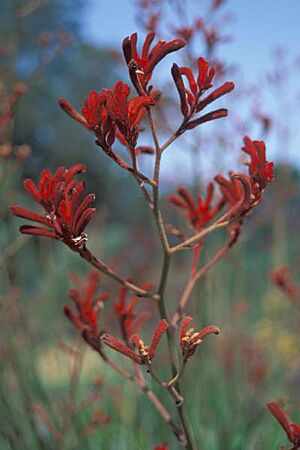 Anigozanthos.flavidus2