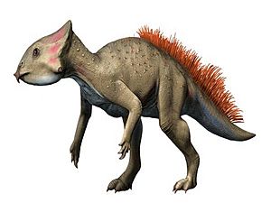 Aquilops NT small