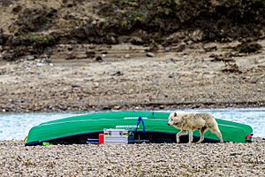 Arctic Wolf in Aulavik National Park 01